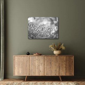 Obraz - Beżowa miękka trawa N⁰1 (70x50 cm)