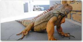Obraz zdjęcie na scianę akrylowy Iguana
