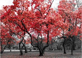 Obraz - Czerwone drzewa, Central Park, New York (70x50 cm)