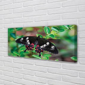 Obraz canvas na ścianę Liście i Kolorowy Motyl