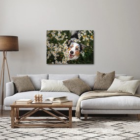 Obraz - Owczarek australijski (70x50 cm)