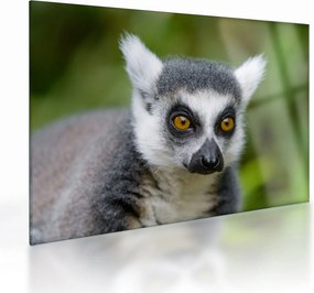 Obraz na szkle lemura (70x50 cm)