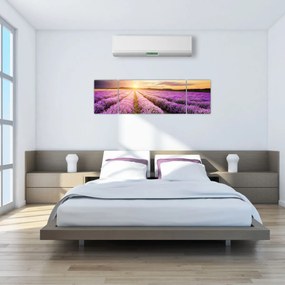 Obraz - Wschód słońca na polu lawendy (170x50 cm)