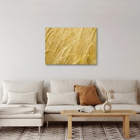Obraz - Jęczmień (70x50 cm)