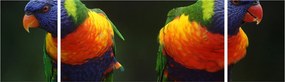 Obraz papug (170x50 cm)