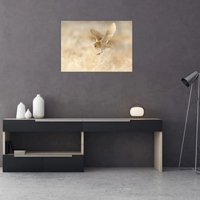 Obraz - Sowa Płomykówka (70x50 cm)