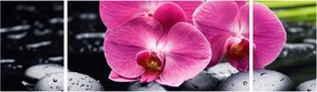 Obraz - Różowe orchidee z liściem palmy (170x50 cm)