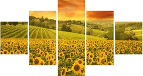 Obraz - Pole słoneczników (125x70 cm)