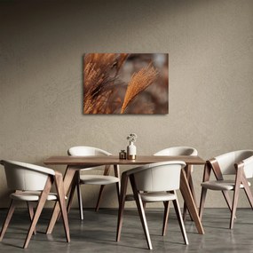 Obraz - Kortaderia (70x50 cm)