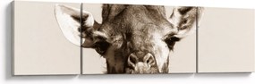 Obraz - Portret żyrafy, vintage (170x50 cm)