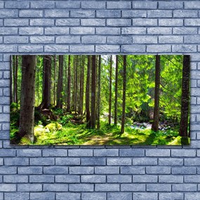 Obraz Akrylowy Las Drzewa Roślina Natura