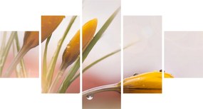 Obraz - Wiosenne kwiaty (125x70 cm)