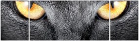Obraz - Portret kota z bliska (170x50 cm)