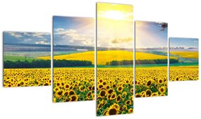 Obraz - Pole słoneczników (125x70 cm)