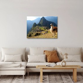 Obraz - Lama i Machu Picchu (70x50 cm)