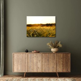 Obraz zroszonej trawy (70x50 cm)