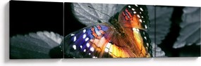 Obraz motyla (170x50 cm)
