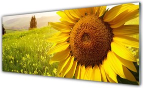 Dekor Szklany do Kuchni Złoty Słonecznik W Słońcu