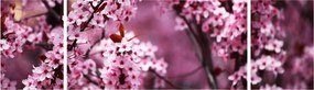 Obraz - Różowa sakura (170x50 cm)