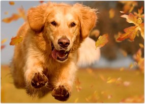 Obraz - Golden Retriever (70x50 cm)