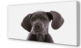 Fotoobraz na płótnie Portret Brązowego Psa