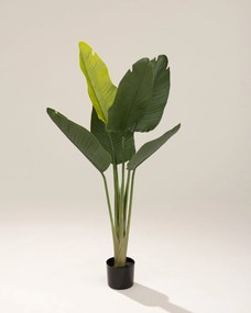 Strelicja w doniczce 130 cm