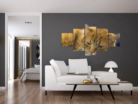 Obraz kota (125x70 cm)