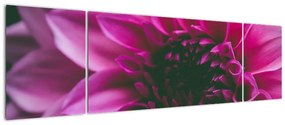 Obraz różowego kwiatu róży (170x50 cm)