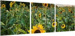 Obraz - Sunflower Field II. (z zegarem) (90x30 cm)