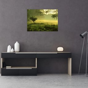 Obraz - Budzący się las (70x50 cm)