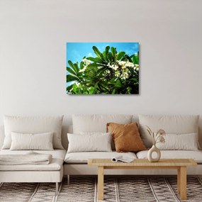 Obraz na szkle - Plumeria (70x50 cm)