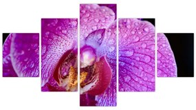 Zbliżenie kwiatu orchidei (125x70 cm)
