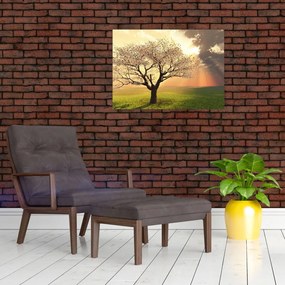 Obraz drzewa na łące (70x50 cm)