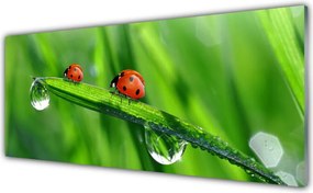 Szkło do Kuchni na Ścianę Biedronka w Porannej Rosie