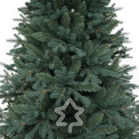 Świerk srebrny 150 cm