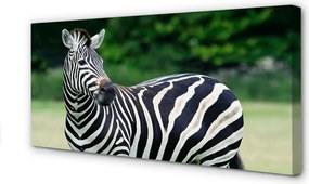 Zdjęcie na płótnie Zebra na Polu