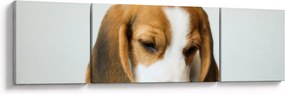 Obraz Beagle (170x50 cm)