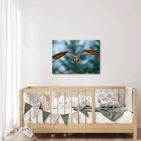 Obraz - Sowa w locie (70x50 cm)