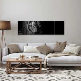 Obraz dzikiego tygrysa (170x50 cm)