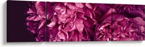 Obraz - Kwiaty piwonii (170x50 cm)