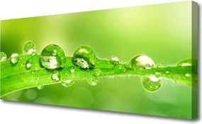 Obraz canvas Perlista Rosa na Zielonym Liściu