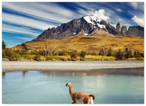 Obraz - Park Narodowy Torres del Paine (70x50 cm)