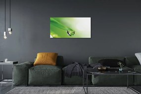 Obraz drukowany na płótnie Słoneczna Kropla na Liściu