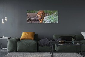 Duży obraz na płótnie Tygrys w Naturalnym Środowisku