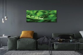 Obraz canvas na ścianę Zbliżenie na Krople Rosy