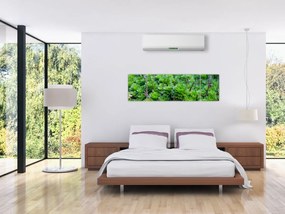 Obraz sukulentów (170x50 cm)