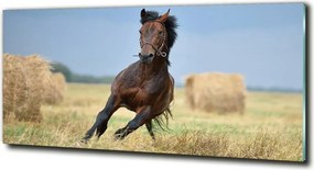 Foto-obraz szkło hartowane Koń w galopie