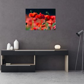 Obraz - maki (70x50 cm)