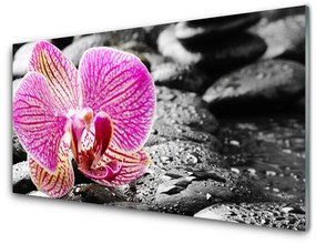 Obraz na Szkle Kwiat Kamienie Orchidea