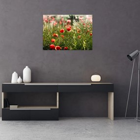 Obraz na szkle maków (70x50 cm)